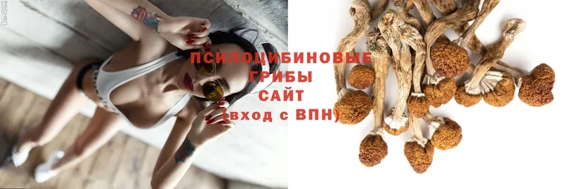 Галлюциногенные грибы Psilocybine cubensis  купить   Бежецк 